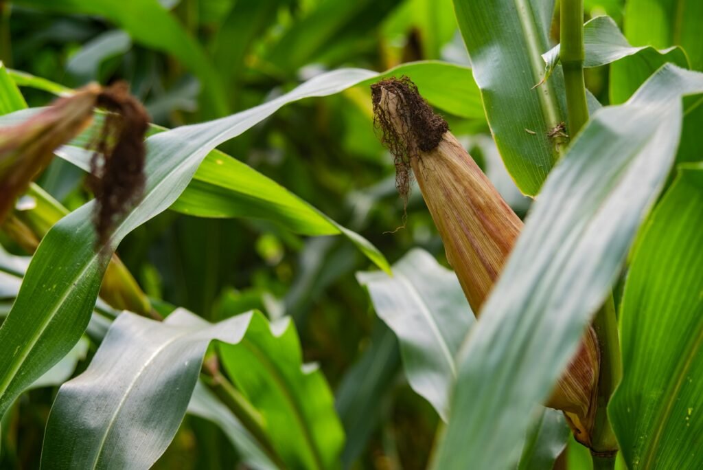 agrícola serradilla en badajoz